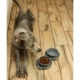 Plato doble compartimento para alimento de mascota cap de 250 ml