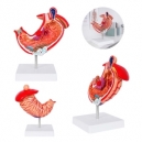 Modelo anatómico de estómago con base de PVC Gastro
