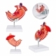 Modelo anatómico de estómago con base de PVC Gastro