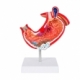 Modelo anatómico de estómago con base de PVC Gastro