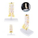 Modelo anatómico de columna vertebral con base de PVC Raquis