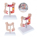 Modelo anatómico de intestino grueso con base de PVC Colon